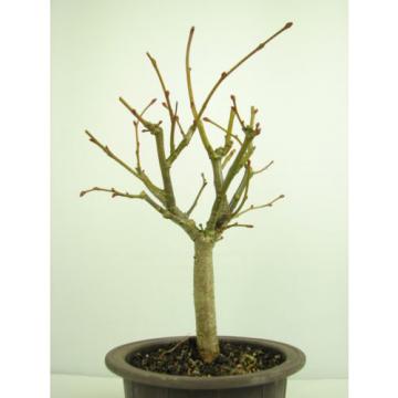 Bonsai Linde Tilia europaea Jungware Rohware Outdoor Baumhöhe 30cm