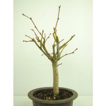 Bonsai Linde Tilia europaea Jungware Rohware Outdoor Baumhöhe 30cm