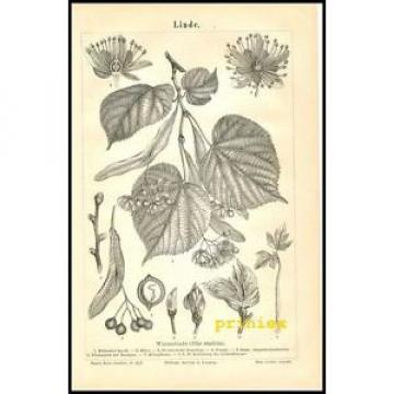 Stich Linde Winterlinde Tilia ulmifolia Blüte Frucht Blatt 1890 Original