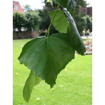 Tilia euchlora Krim-Linde Krimlinde 150-200 cm im Container