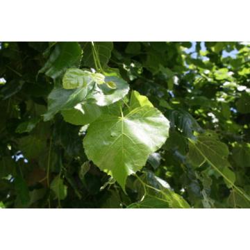 Tilia euchlora Krim-Linde Krimlinde 150-200 cm im Container