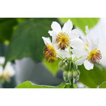 Die Zimmerlinde &#034;Sparmannia africana&#034; für reine Luft in der Wohnung.