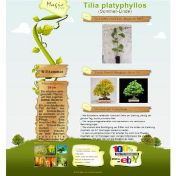 Tilia platyphyllos (Sommer-Linde) - Pflanze