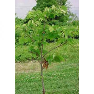 Sehr Nützlich Linde Baum - Frische Samen