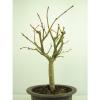 Bonsai Linde Tilia europaea Jungware Rohware Outdoor Baumhöhe 30cm