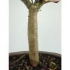 Bonsai Linde Tilia europaea Jungware Rohware Outdoor Baumhöhe 30cm