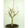 Bonsai Linde Tilia europaea Jungware Rohware Outdoor Baumhöhe 30cm