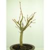 Bonsai Linde Tilia europaea Jungware Rohware Outdoor Baumhöhe 30cm