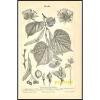 Stich Linde Winterlinde Tilia ulmifolia Blüte Frucht Blatt 1890 Original #1 small image