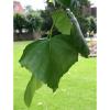 Tilia euchlora Krim-Linde Krimlinde 150-200 cm im Container