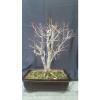 Bonsai Alte Linde -Tilia 30 jahre Winterhart 60 cm Garten Bonsai #1 small image