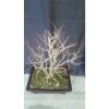 Bonsai Alte Linde -Tilia 30 jahre Winterhart 60 cm Garten Bonsai #2 small image