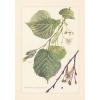 Sommerlinde - Tilia platyphyllos Farbdruck von 1958 Großblättrige Linde #1 small image