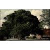 Bordesholm ~1950/60 Partie 600jährige Linde Baum Wahrzeichen Platz Menschen Haus #1 small image