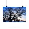 Stunning Poster Wall Art Decor Tree Linde Old Natural Monument 36x24 Inches