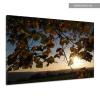 Blätter Linde Zweig Feld Bäume Sonnenaufgang Leinwand Poster Druck Bild vv7272 #2 small image