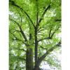 TILIA PLAYPHYLLOS alveole linde nostrano largeleaf linden pflanze Pflanze