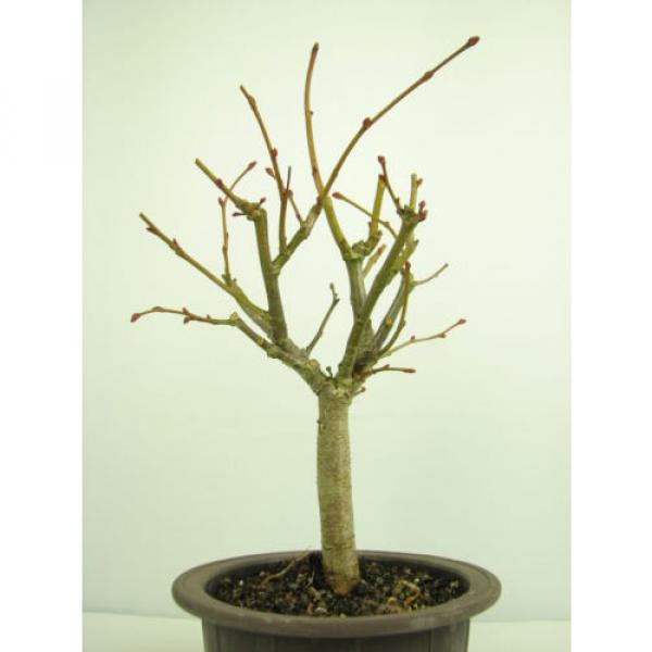 Bonsai Linde Tilia europaea Jungware Rohware Outdoor Baumhöhe 30cm #1 image