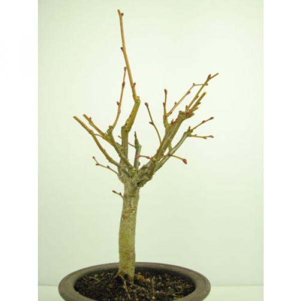 Bonsai Linde Tilia europaea Jungware Rohware Outdoor Baumhöhe 30cm #5 image