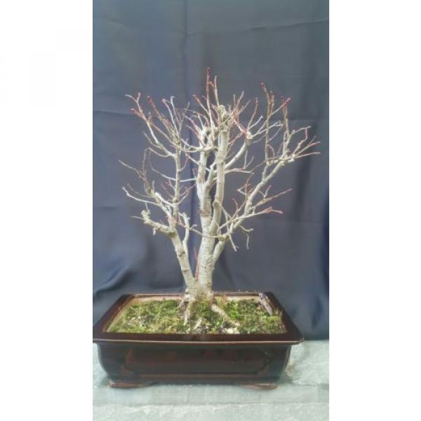 Bonsai Alte Linde -Tilia 30 jahre Winterhart 60 cm Garten Bonsai #1 image